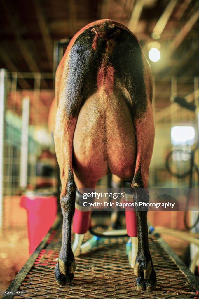 Goat in milking machine on farm