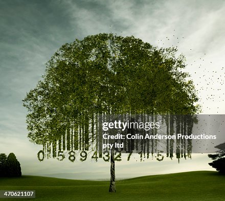 Tree growing in bar code shape Tree growing in bar code shape