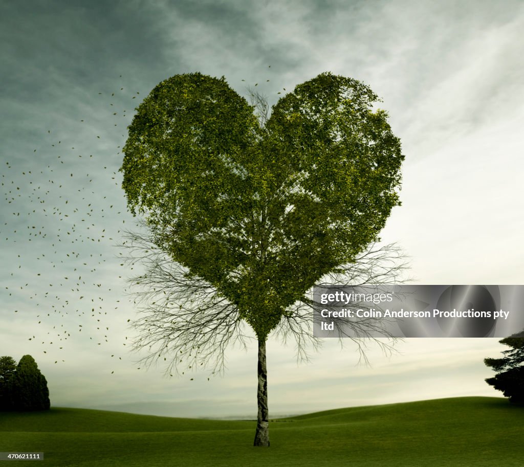 Tree growing in heart-shape