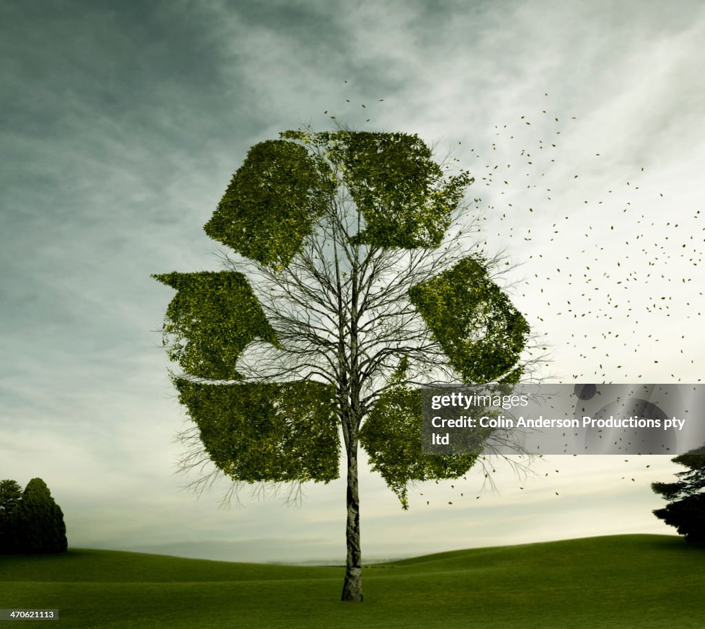 Tree growing in recycling symbol shape