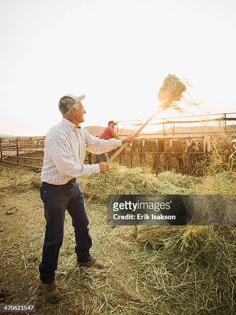 caucasian farmers forking hay - heugabel stock-fotos und bilder