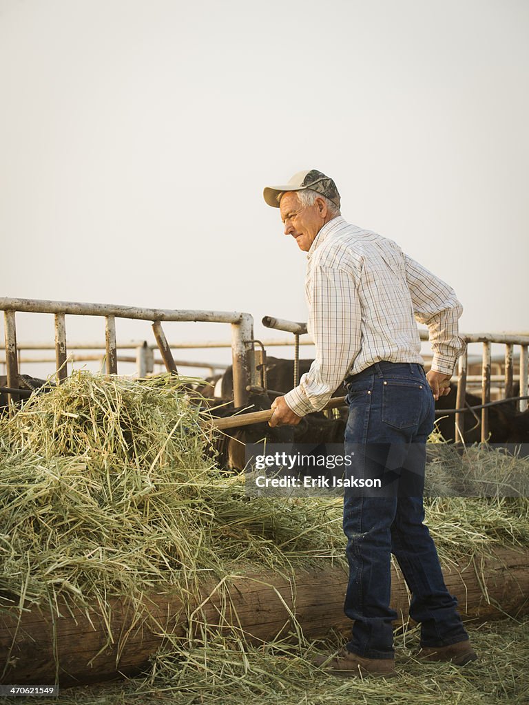 Caucasian farmer forking hay