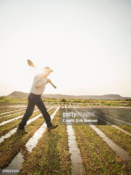 caucasian farmer walking in crop field - farmer walking stock pictures, royalty-free photos & images