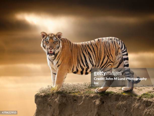 tiger standing on cliff edge - tiger foto e immagini stock