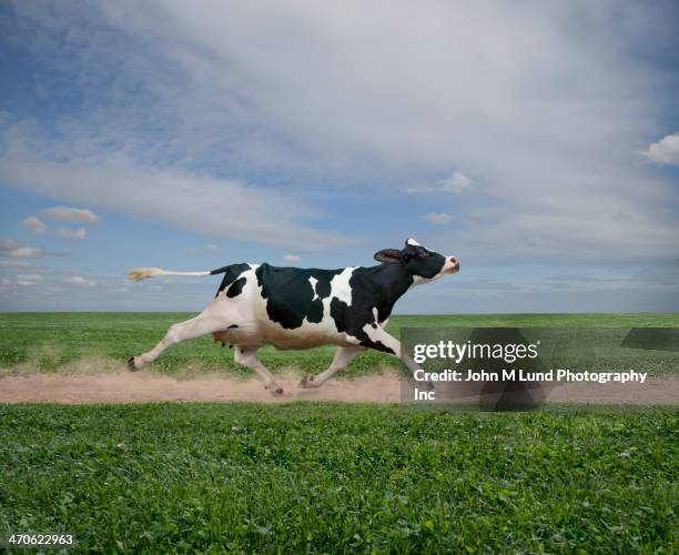 cow running on dirt path in crop field - ganado domesticado fotografías e imágenes de stock
