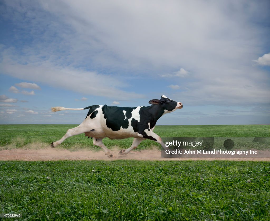 Cow running on dirt path in crop field