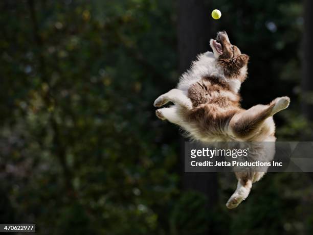 dog catching tennis ball in mid air - afferrare foto e immagini stock