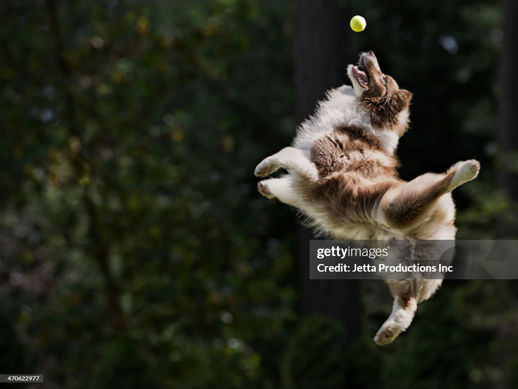 Dog catching tennis ball in mid air