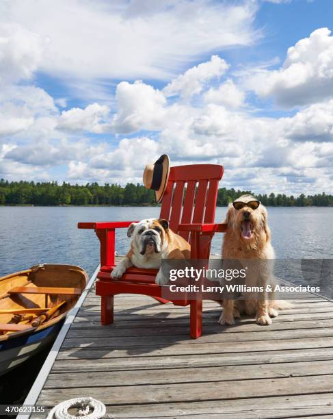 dogs relaxing on wooden dock on lake - adirondack chair stockfoto's en -beelden