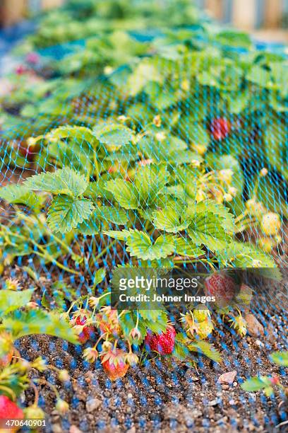 strawberries plants covering by net - netting stock pictures, royalty-free photos & images