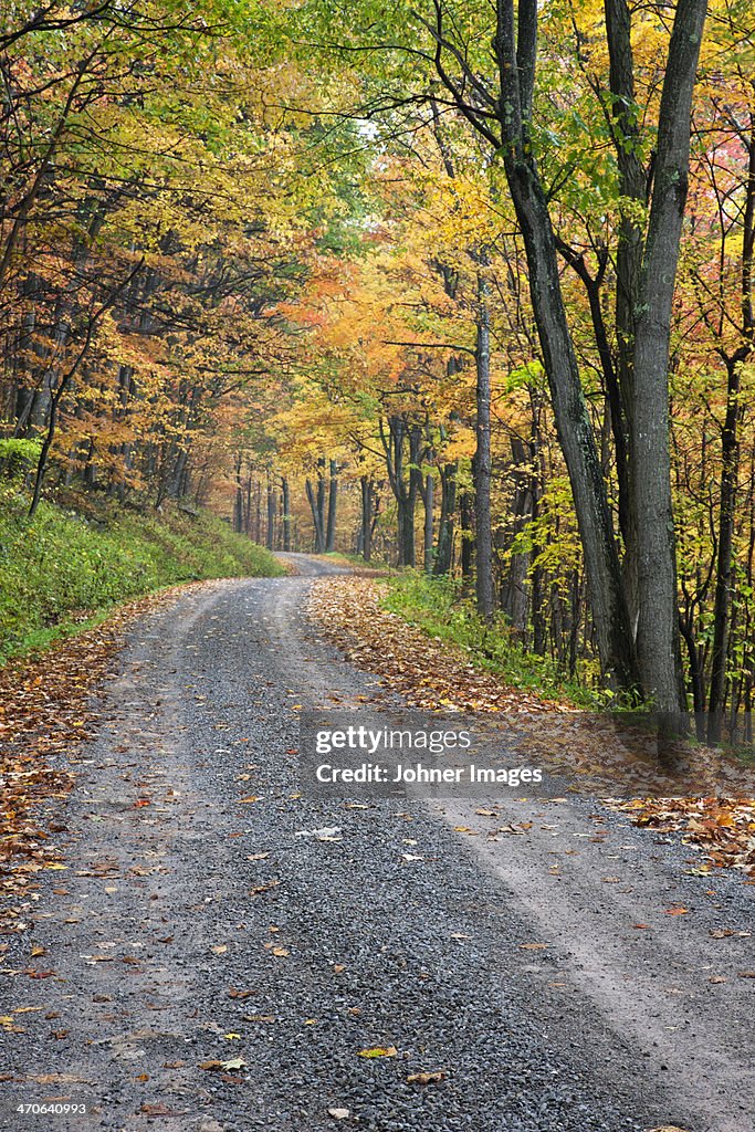Road through autumn forest, West Virginia, USA