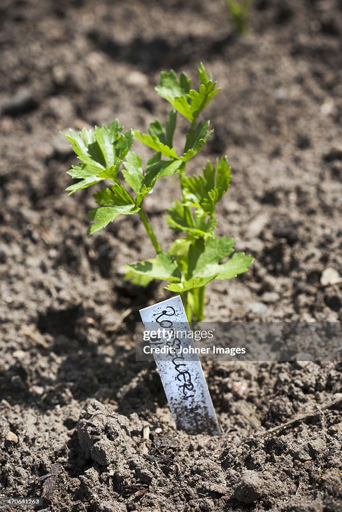 Close-up of young celeriac plant