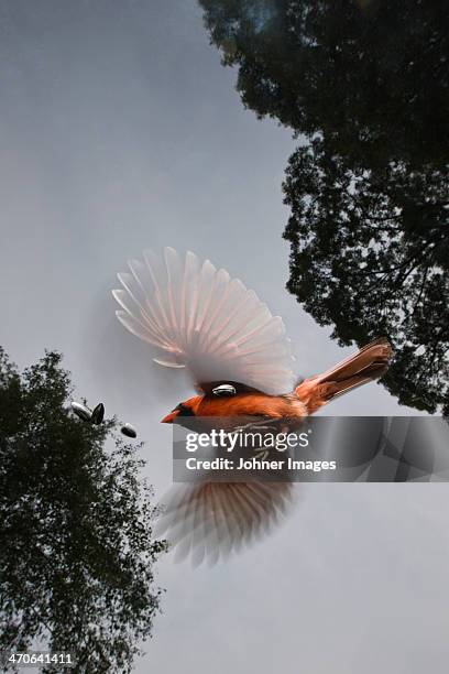 common cardinal in flight, low angle view - cardinal flying stock pictures, royalty-free photos & images