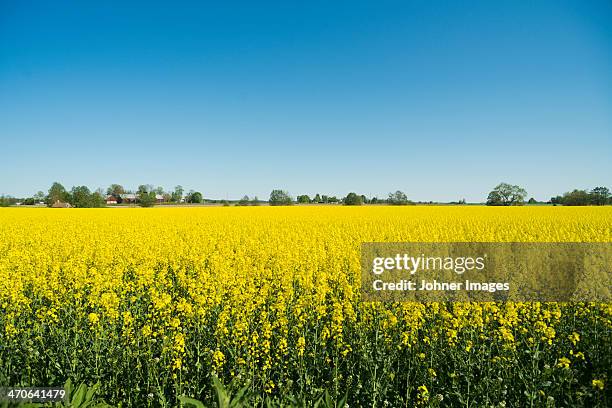 oilseed rape field - colza imagens e fotografias de stock