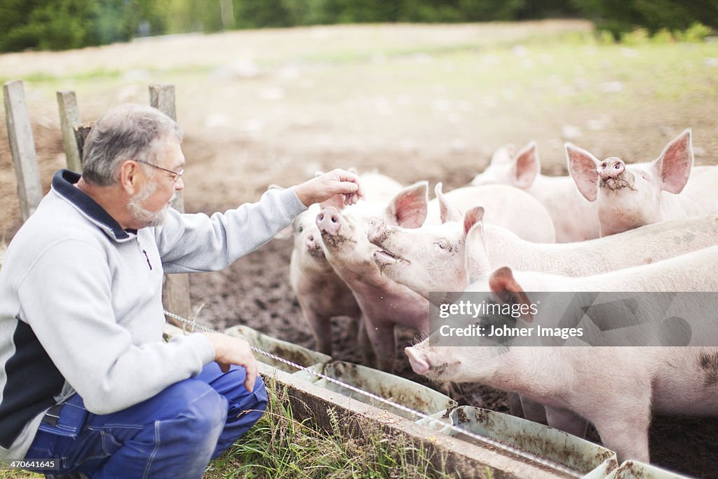 Senior farmer looking at pigs
