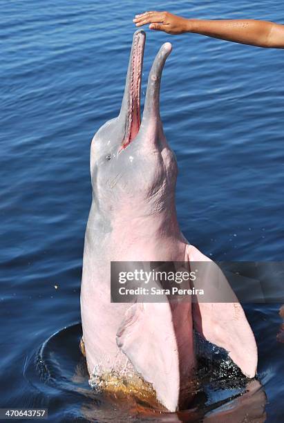 pink river dolphins - boto river dolphin stock-fotos und bilder