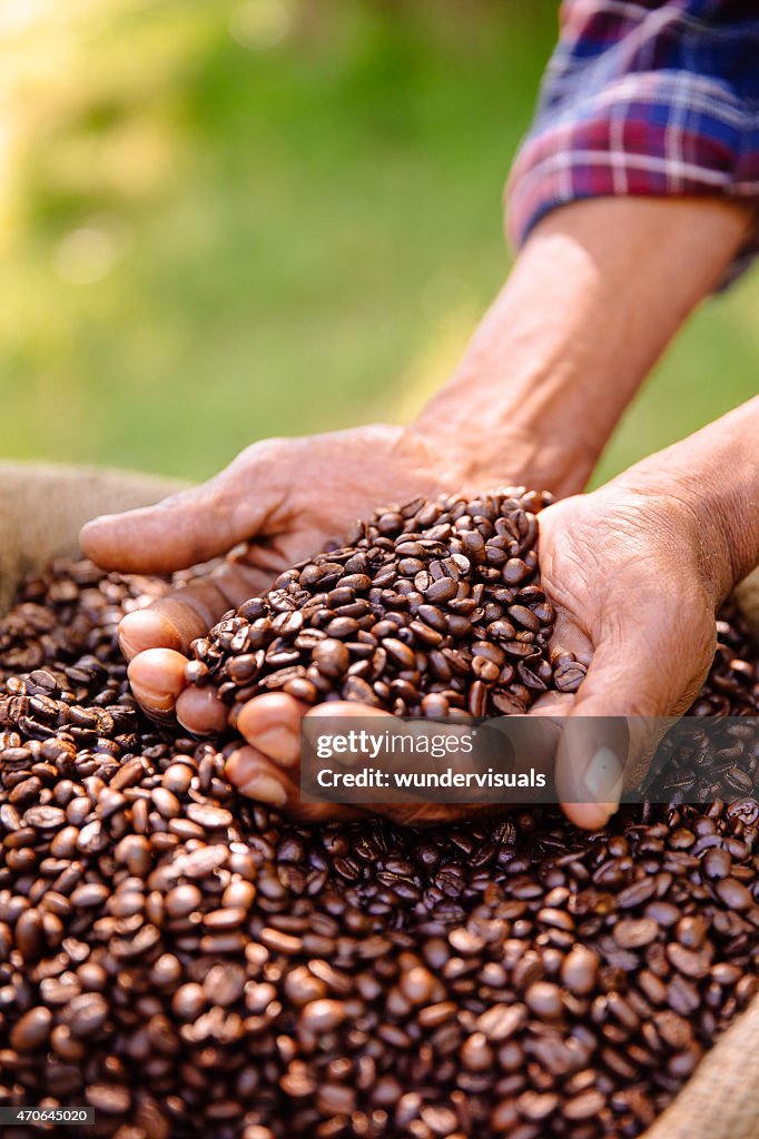 Hands holding a crop of aromatic coffee beans