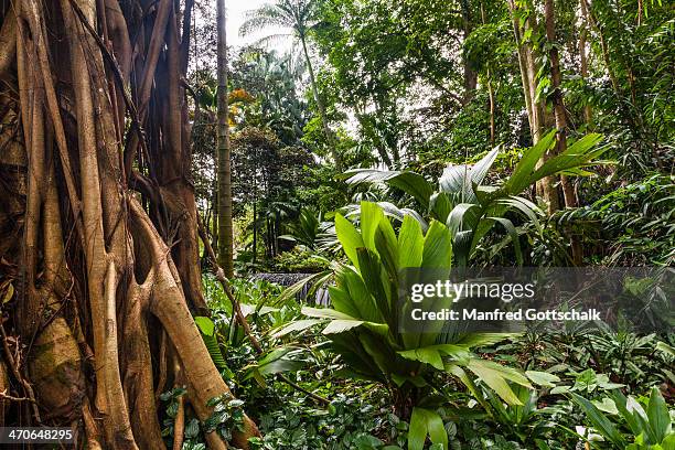 singapore botanic gardens - botanical garden stock pictures, royalty-free photos & images
