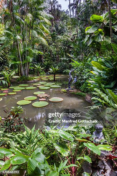 ginger garden rainforrest scenery - botanical garden stockfoto's en -beelden