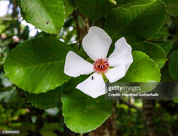 tropical flower singapore botanic gardens - singapore botanic gardens ストックフォトと画像