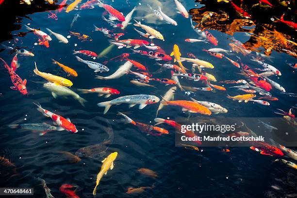 koi at chinese garden fishpond - chinesischer garten im klassischen stil stock-fotos und bilder