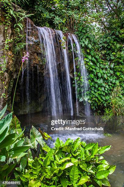 scenic waterfall in the ginger garden - singapore botanic gardens stock pictures, royalty-free photos & images