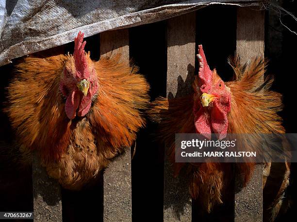 Two chickens wait in their cage after poultry markets closed due to the risk of spreading the H7N9 bird flu virus at Guiyang in Guizhou Province, on...