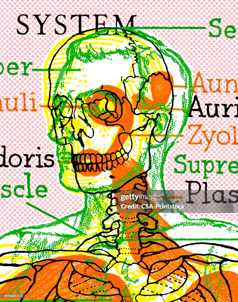 Skeletal System High-Res Vector Graphic - Getty Images