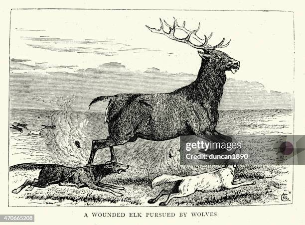 stockillustraties, clipart, cartoons en iconen met wounded elk pursued by wolves - elk