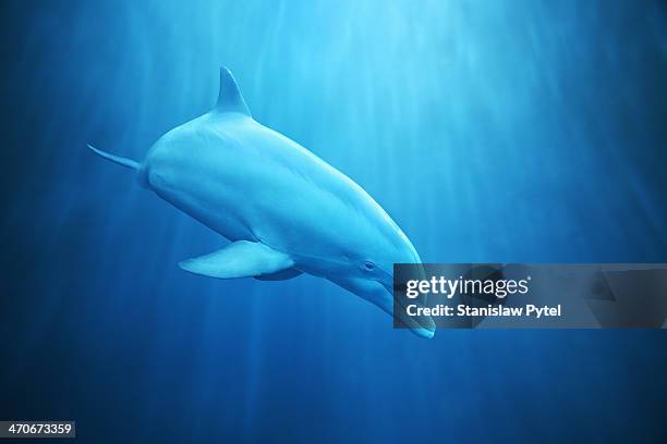 dolphin underwater on blue background - dolphin underwater stock pictures, royalty-free photos & images