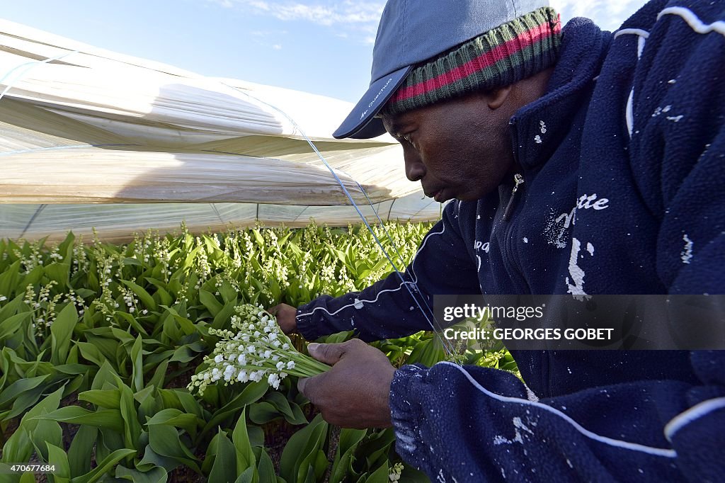 FRANCE-AGRICULTURE-FLOWERS-LILY