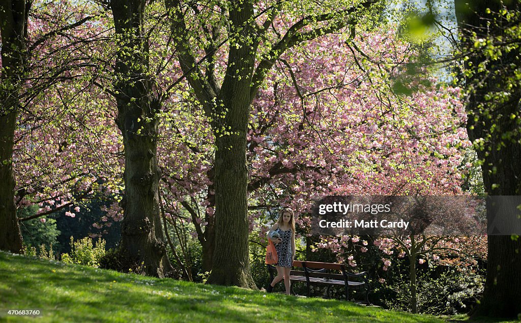 Spring Bristol A woman walks below blossom on trees in Brandon Park on April 22 ...
