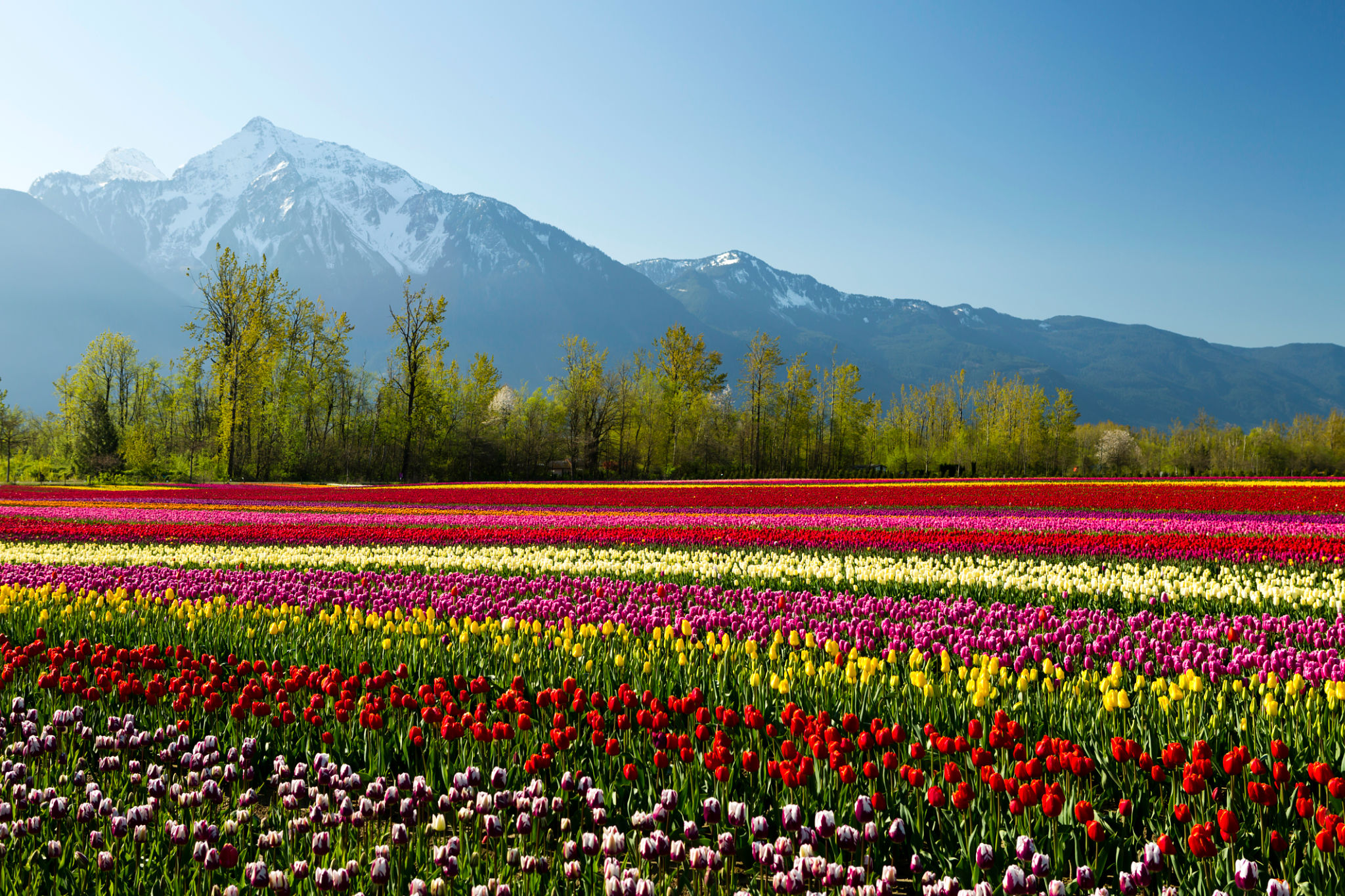 Colorful tulip field in Frasier Valley, British Columbia Colorful tulip field in Frasier Valley, British Columbia