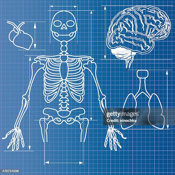 Skeleton Layout Drawings Human Skeleton Outline Photos and Premium High Res Pictures - Getty Images
