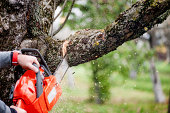 man cutting trees using an electrical chainsaw and professional