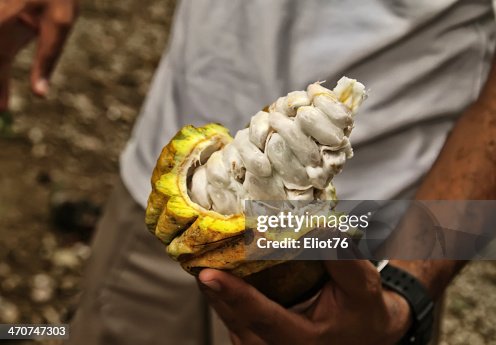 Beans inside fresh cocoa fruit Beans inside fresh cocoa fruit