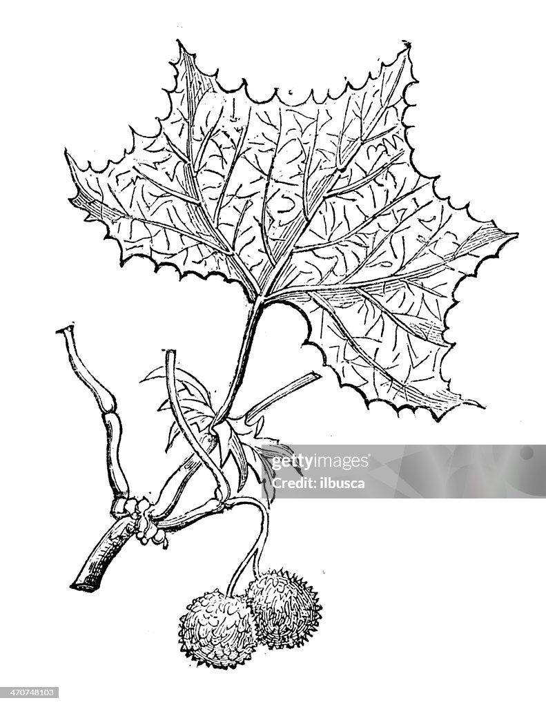 Antique illustration of Platanus occidentalis (American sycamore)