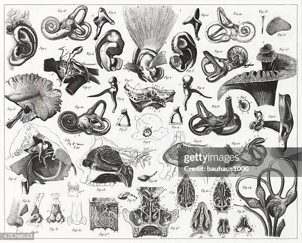 ilustraciones, imágenes clip art, dibujos animados e iconos de stock de oreja y punta de grabado - orejas frontal