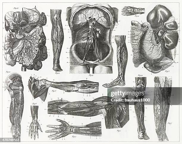kreislauf-system gravur - human-digestive-system-diagram stock-grafiken, -clipart, -cartoons und -symbole