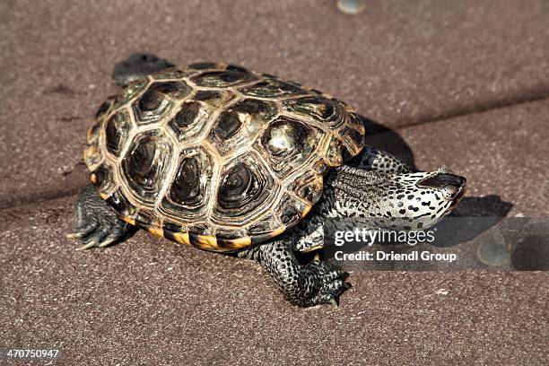 diamondback terrapin. - terrapin stock pictures, royalty-free photos & images