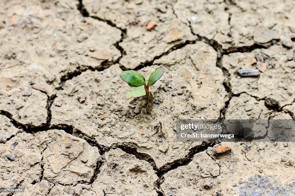 Árbol que crece a través de agrietado suelo seco