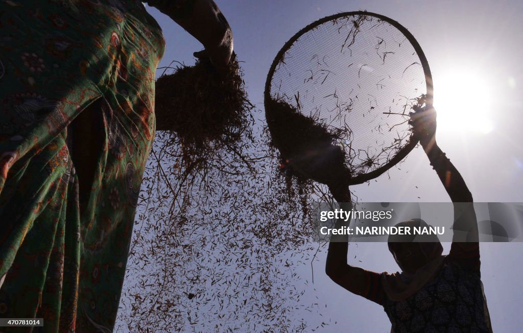 NDIA-ECONOMY-AGRICULTURE-WHEAT