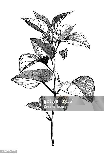 antique illustration of physalis alkekengi (bladder cherry, chinese lantern) - winter cherry stock illustrations