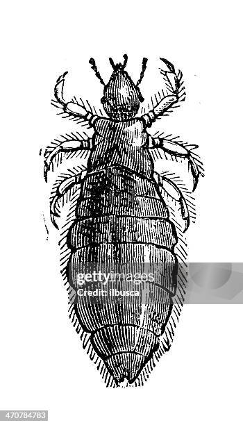 antique illustration of head louse (pediculus humanus capitis) - pediculosis capitis stock illustrations