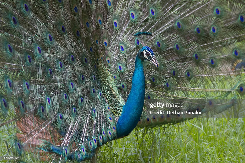 Peacock dancing