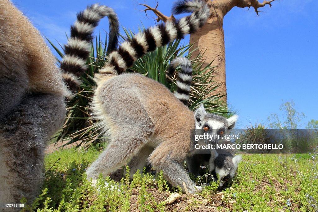 ITALY-ANIMAL-ZOO