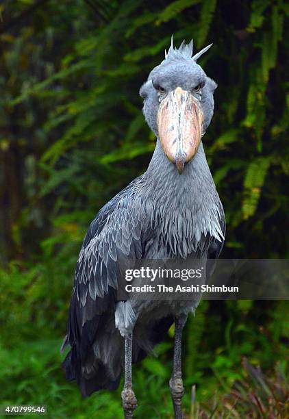 Male shoebill 'Sasa' is seen at the Noichi Zoological Park on April 20, 2015 in Konan, Kochi, Japan. The zoo takes female shoebill to challenge an...