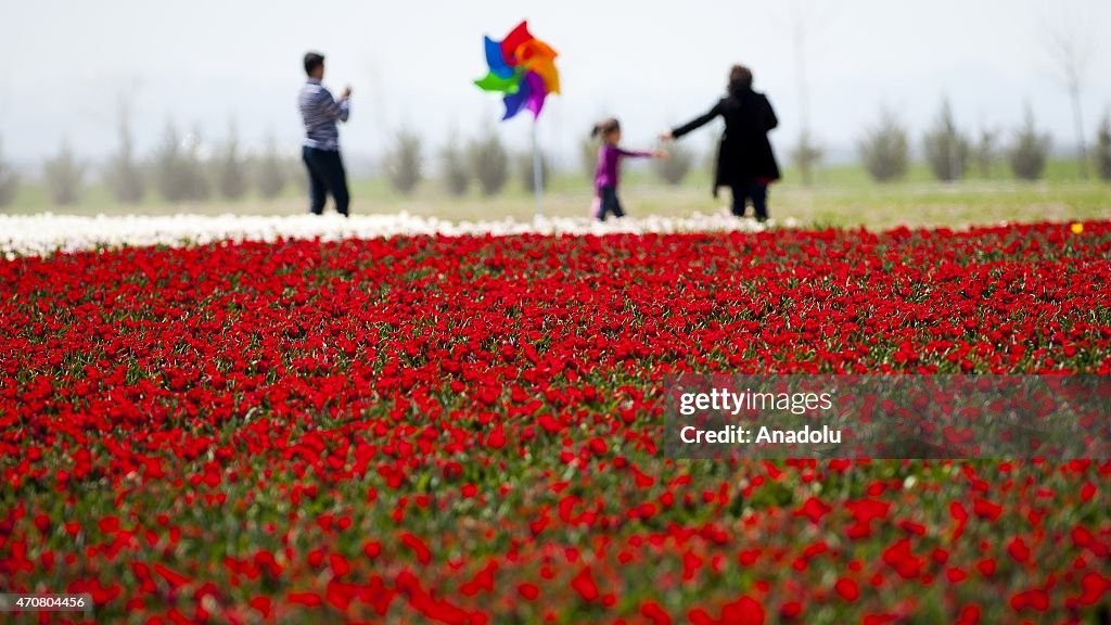 Tulips that adorn world are produced in Turkey's Konya