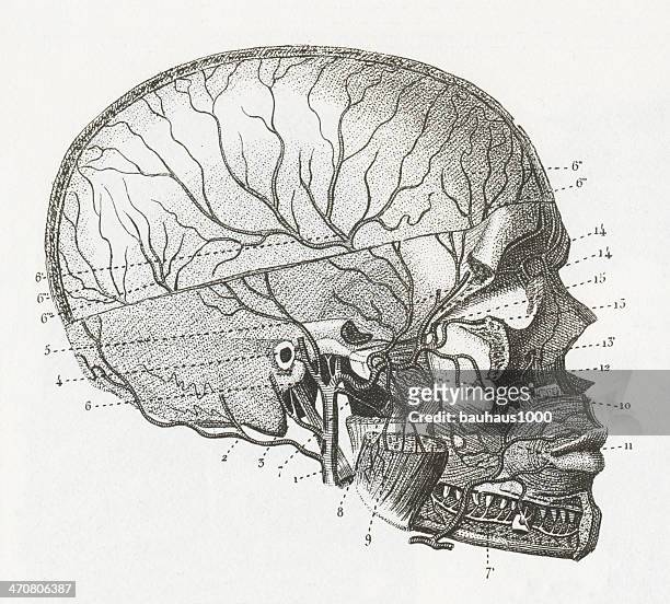 cardiovascular system - human head veins stock illustrations