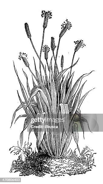 antique illustration of plantago lanceolata (ribwort plantain, english plantain) - plantago lanceolata stock illustrations